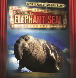 Beastly Elephant Seal