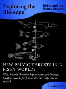 New Pelvic Thrusts In A Fishy World?