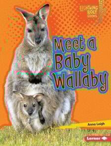 Meet a Baby Wallaby