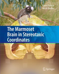 Marmoset Brain in Stereotaxic Coordinates