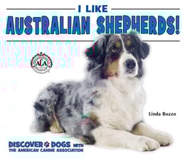 I Like Australian Shepherds!