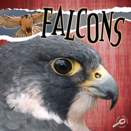 Falcons