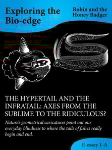 Hypertail And The Infratail: Axes From The Sublime To The Ridiculous?