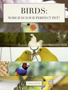Birds: Which is Your Perfect Pet?