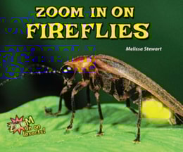 Zoom in on Fireflies