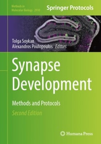 Synapse Development