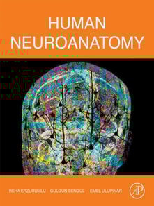 Human Neuroanatomy