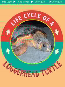 Loggerhead Turtle