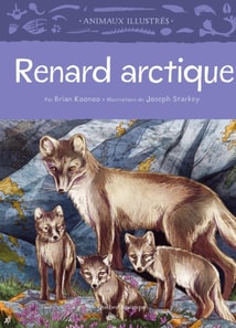 Renard arctique