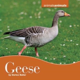 Geese