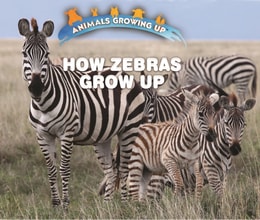 How Zebras Grow Up