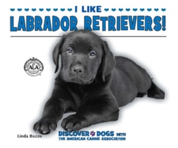 I Like Labrador Retrievers!
