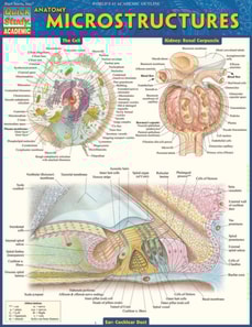 Anatomy Microstructures