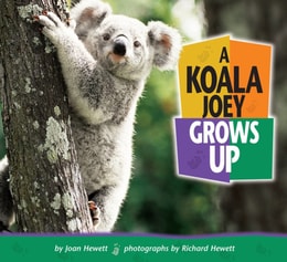 Koala Joey Grows Up