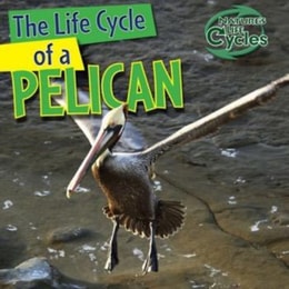 Life Cycle of a Pelican