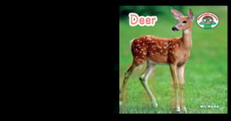 Deer