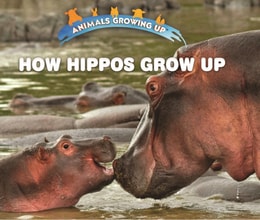 How Hippos Grow Up