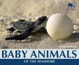 Baby Animals of the Seashore