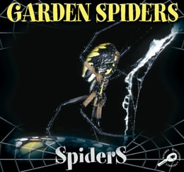 Garden Spiders