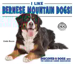 I Like Bernese Mountain Dogs!