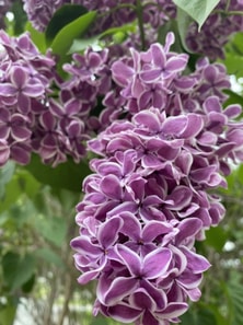 Moving Through Life with Tenacity