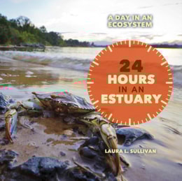 24 Hours in an Estuary