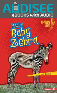Meet a Baby Zebra