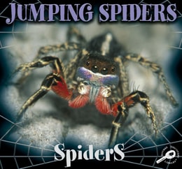 Jumping Spiders