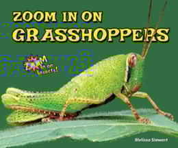 Zoom in on Grasshoppers