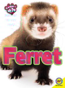 Ferret