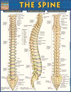 Spine