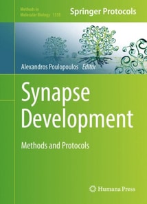 Synapse Development