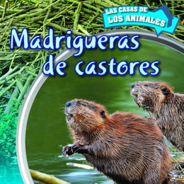 Madrigueras de castores (Inside Beaver Lodges)