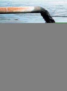 Marine Bivalve Mollusks and Emerging Pollutants