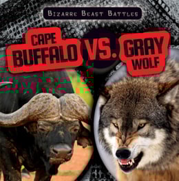 Cape Buffalo vs. Gray Wolf