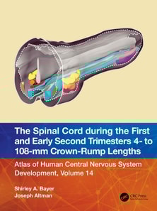 Spinal Cord during the First and Early Second Trimesters 4- to 108-mm Crown-Rump Lengths