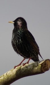 Red Hat Society and other fragments