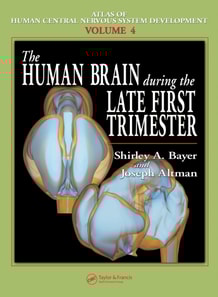 Human Brain During the Late First Trimester