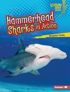 Hammerhead Sharks in Action