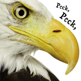 Peck Peck Peck