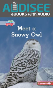 Meet a Snowy Owl