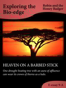 Heaven On A Barbed Stick