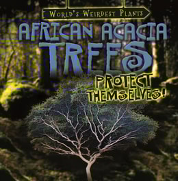 African Acacia Trees Protect Themselves!