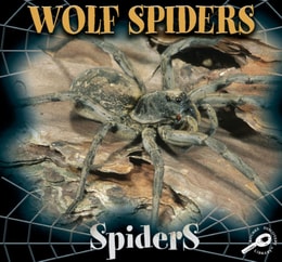 Wolf Spiders