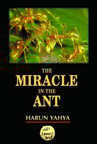 Miracle in the Ant