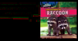 Your Neighbor the Raccoon