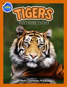 Tigers, Panthera Tigris ages 2-4