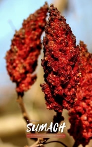 DAS GEHEIMNIS AUS DEM GEWURZREGAL | Sumach