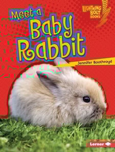 Meet a Baby Rabbit