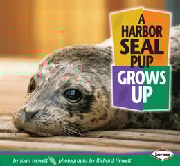 Harbor Seal Pup Grows Up